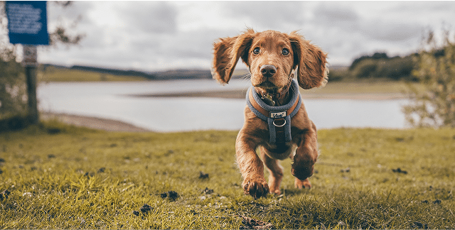 A brown puppy wearing a harness runs on grass near a lake, with trees and a cloudy sky in the background.