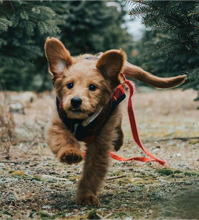 Brown puppy wearing a plaid vest runs through a forested area with a red leash trailing behind.